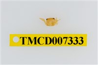 藏品(雙色澤蟹)的圖片